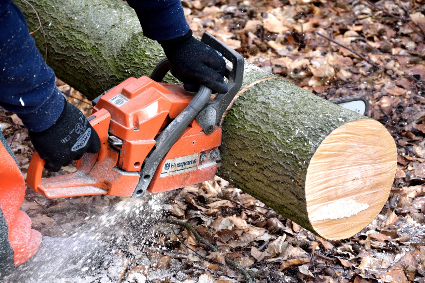 Abattage d'un arbre par Grall Espace Vert