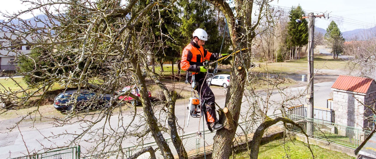 Élagage d'un arbre par Grall Espace Vert