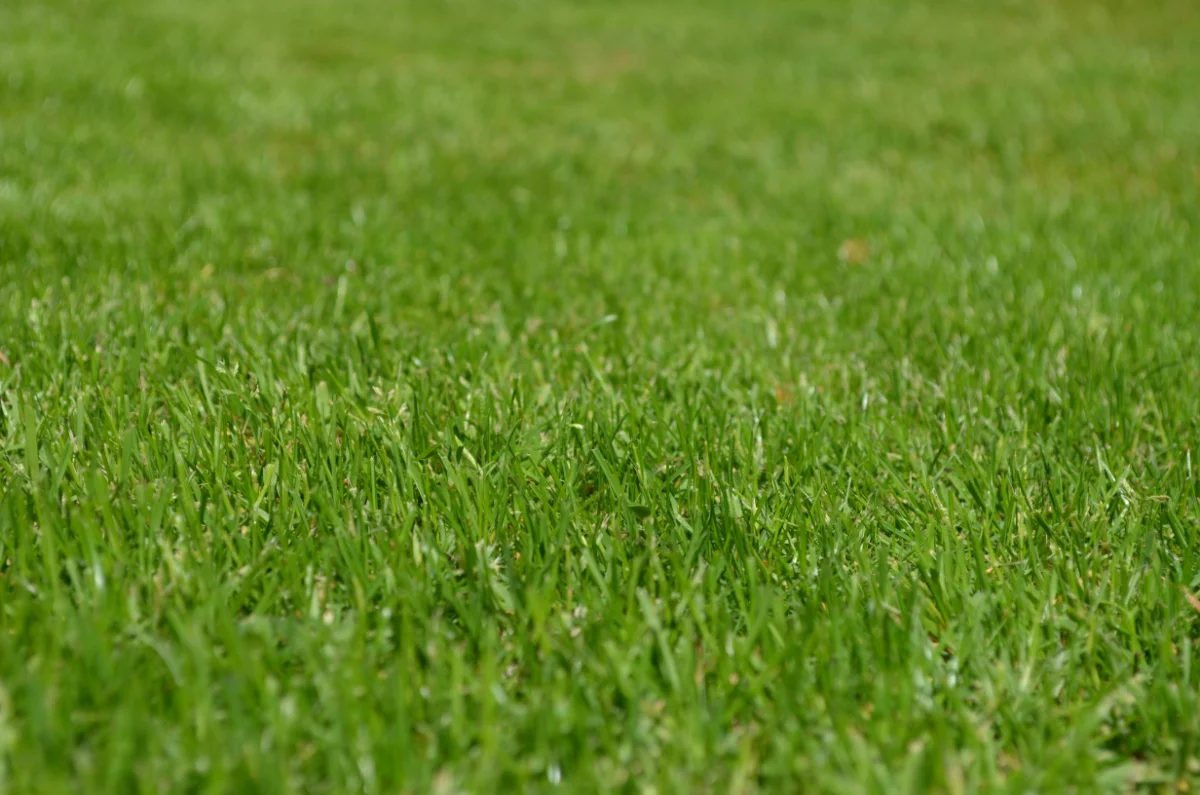 Entretien de jardin par Grall Espace Vert