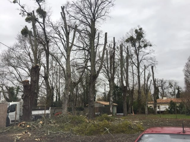 Évacuation des bois après abattage Mérignac